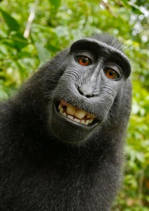 Macaque selfie